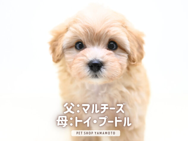 岡山県のハーフ犬・ミックス犬 (アミーゴ大安寺店/2025年9月8日生まれ/男の子/クリーム)の子犬の2枚目の画像