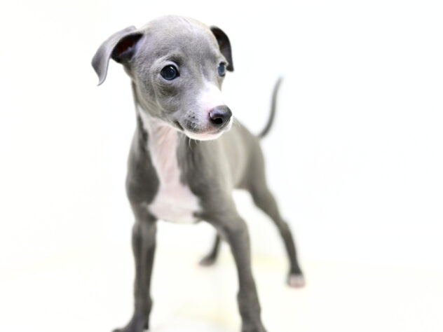 岡山県のイタリアングレーハウンド (アミーゴ大安寺店/2025年9月15日生まれ/男の子/ブルーホワイト)の子犬の4枚目の画像