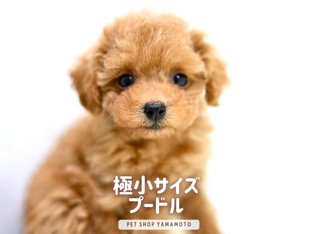 岡山県のトイプードル(トイ) (アミーゴ大安寺店/2025年9月11日生まれ/女の子/レッドフォーン)の子犬の2枚目の画像