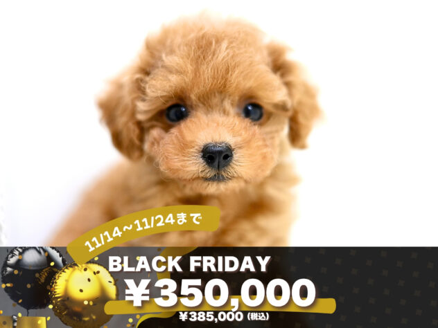 岡山県のトイプードル(トイ) (アミーゴ大安寺店/2025年9月11日生まれ/女の子/レッドフォーン)の子犬の1枚目の画像