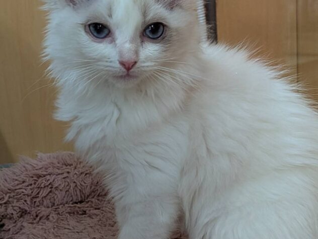 福島県のラグドール (アミーゴ福島南店/2025年9月22日生まれ/女の子/ブルーポイントバイカラー)の子猫