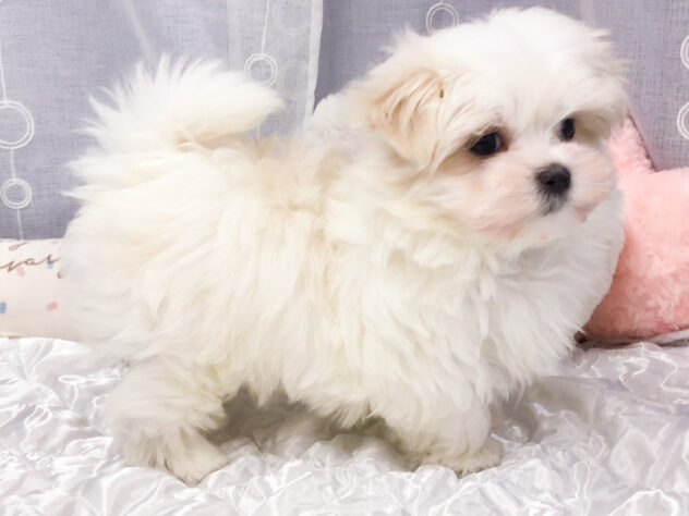 愛知県のマルチーズ (アミーゴ知立店/2025年9月13日生まれ/女の子/ホワイト)の子犬の2枚目の画像