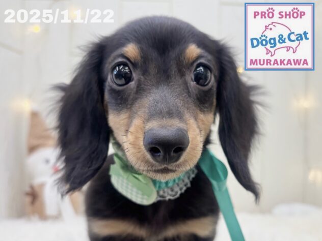 広島県のミニチュアダックスフンド(ロング) (アミーゴ大町店/2025年8月26日生まれ/男の子/ブラックタン)の子犬