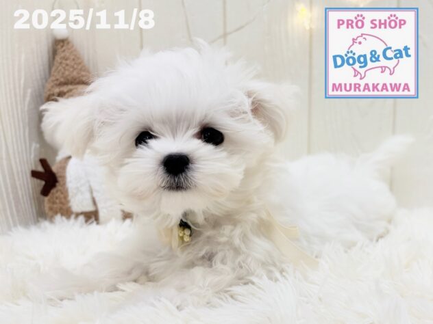 広島県のマルチーズ (アミーゴ大町店/2025年8月16日生まれ/男の子/ホワイト)の子犬の2枚目の画像