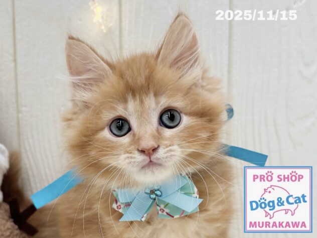 広島県のサイベリアン (アミーゴ大町店/2025年9月10日生まれ/男の子/レッドタビー)の子猫の1枚目の画像