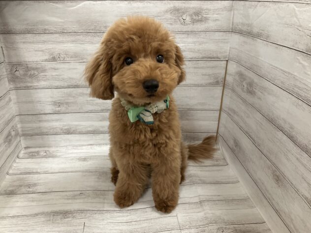 福島県のトイプードル(トイ) (アミーゴ小名浜店/2025年6月14日生まれ/男の子/アプリコット)の子犬
