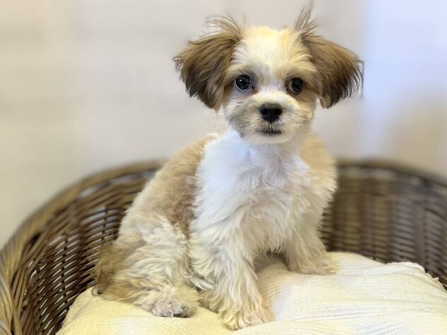 秋田県のハーフ犬・ミックス犬 (アミーゴ秋田茨島店/2025年8月10日生まれ/男の子/ホワイトブラウン)の子犬