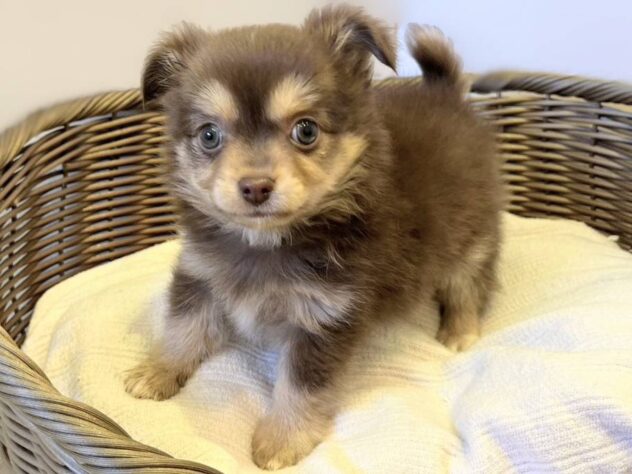 秋田県のチワワ(ロング) (アミーゴ秋田茨島店/2025年9月7日生まれ/男の子/チョコレートタン)の子犬