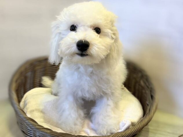 秋田県のビションフリーゼ (アミーゴ秋田茨島店/2025年5月18日生まれ/男の子/ホワイト)の子犬