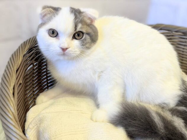 秋田県のスコティッシュフォールド (アミーゴ秋田茨島店/2025年9月2日生まれ/男の子/ブルータビーホワイトバン)の子猫