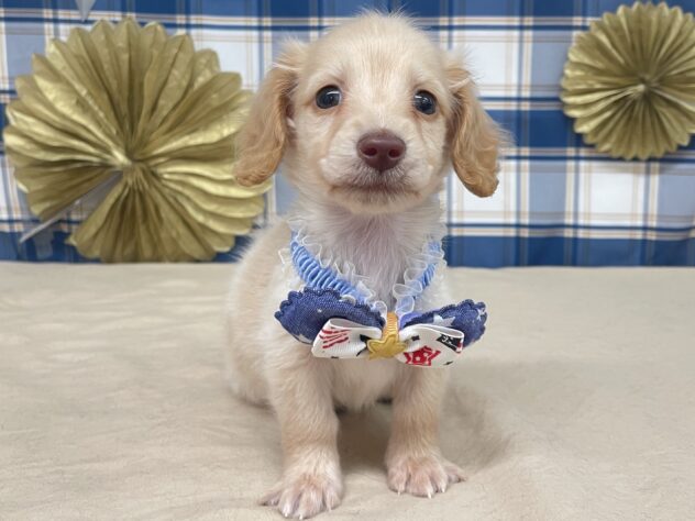 山形県のミニチュアダックスフンド(ロング) (アミーゴ酒田店/2025年9月23日生まれ/男の子/イエロー)の子犬の1枚目の画像