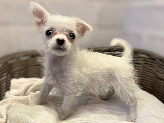 秋田県のハーフ犬・ミックス犬 (アミーゴ秋田茨島店/2025年9月14日生まれ/女の子/06 ホワイト系)の子犬