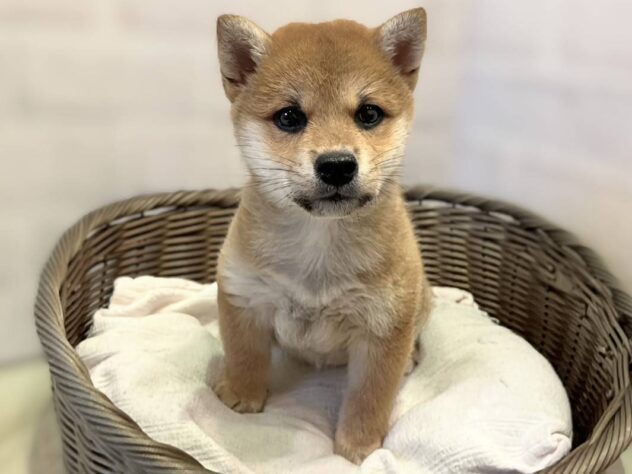 秋田県の柴犬(標準サイズ) (アミーゴ秋田茨島店/2025年9月2日生まれ/男の子/赤)の子犬