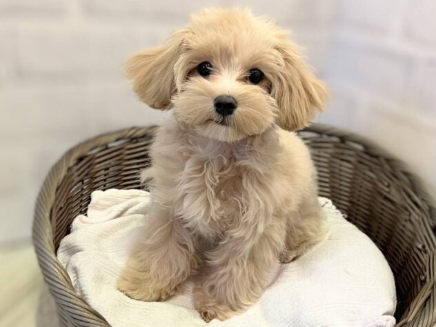 秋田県のハーフ犬・ミックス犬 (アミーゴ秋田茨島店/2025年6月30日生まれ/男の子/02 レッド系)の子犬