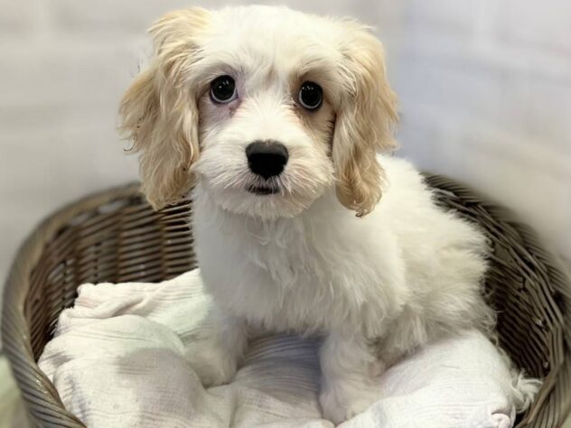 秋田県のハーフ犬・ミックス犬 (アミーゴ秋田茨島店/2025年7月1日生まれ/女の子/06 ホワイト系)の子犬