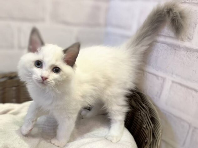 秋田県のラグドール (アミーゴ秋田茨島店/2025年8月16日生まれ/女の子/ブルーポイントバイカラー)の子猫