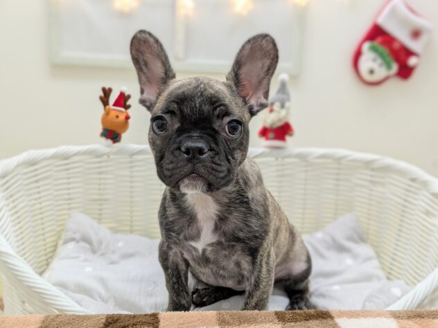 福島県のフレンチブルドッグ (アミーゴ会津若松店/2025年8月13日生まれ/女の子/ブリンドル)の子犬の1枚目の画像