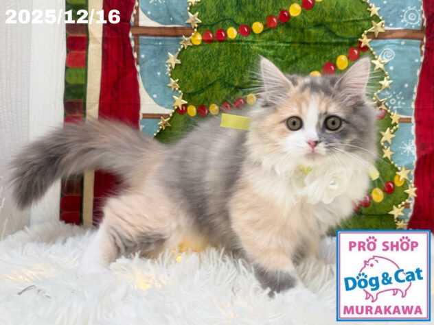 広島県のサイベリアン (アミーゴ大町店/2025年8月21日生まれ/女の子/ダイリュートキャリコ)の子猫の1枚目の画像