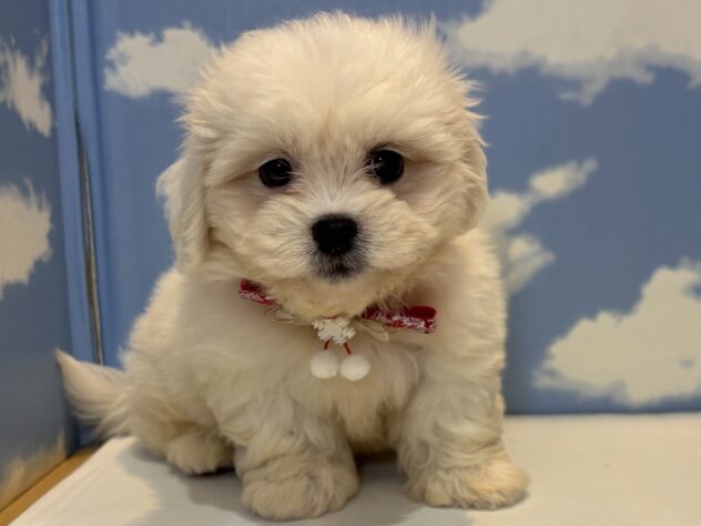 山形県のハーフ犬・ミックス犬 (アミーゴ山形南店/2025年9月2日生まれ/女の子/ホワイト)の子犬