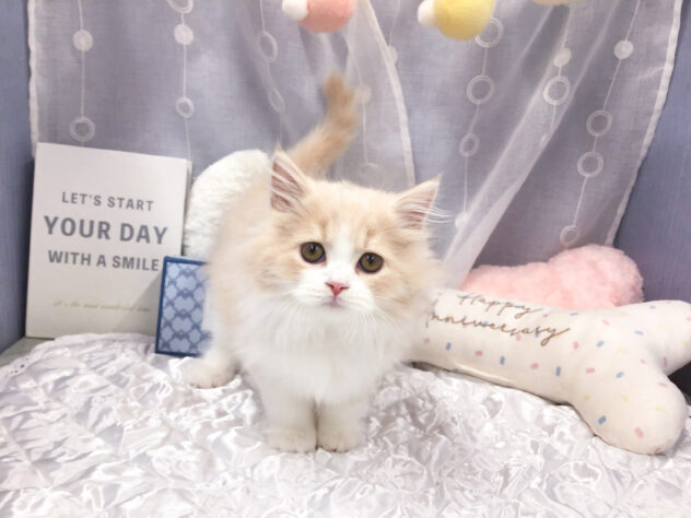 愛知県のスコティッシュフォールド (アミーゴ知立店/2025年9月4日生まれ/男の子/クリームタビーホワイト)の子猫の1枚目の画像