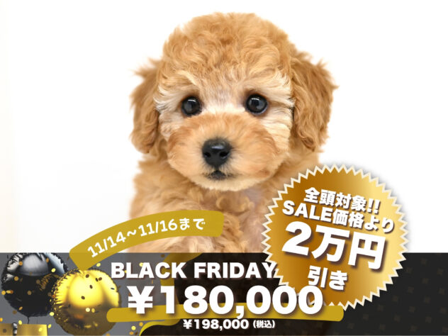 岡山県のトイプードル(トイ) (アミーゴ大安寺店/2025年9月7日生まれ/男の子/アプリコット)の子犬の1枚目の画像