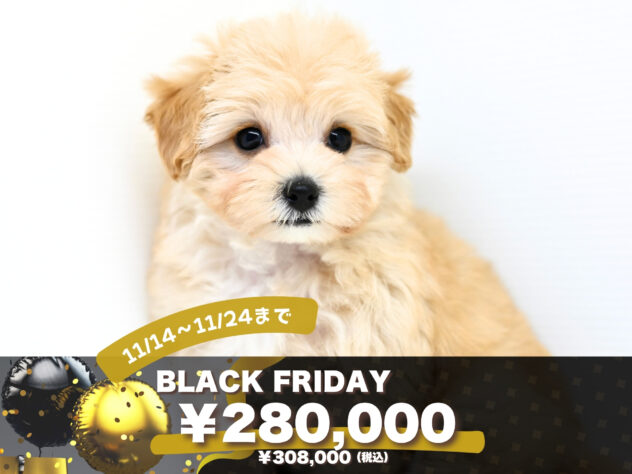 岡山県のハーフ犬・ミックス犬 (アミーゴ大安寺店/2025年9月8日生まれ/女の子/アプリコット)の子犬の1枚目の画像