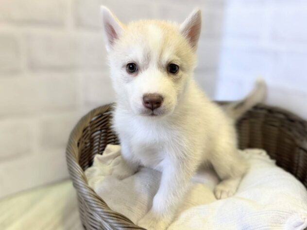 秋田県のシベリアンハスキー (アミーゴ秋田茨島店/2025年9月22日生まれ/女の子/レッドホワイト)の子犬