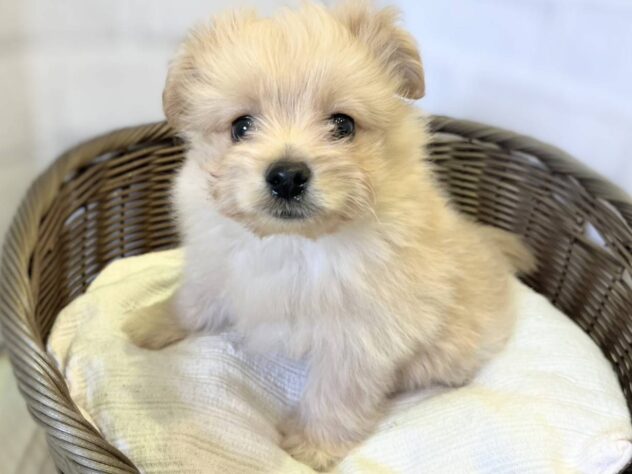 秋田県のハーフ犬・ミックス犬 (アミーゴ秋田茨島店/2025年9月28日生まれ/女の子/アプリコット)の子犬