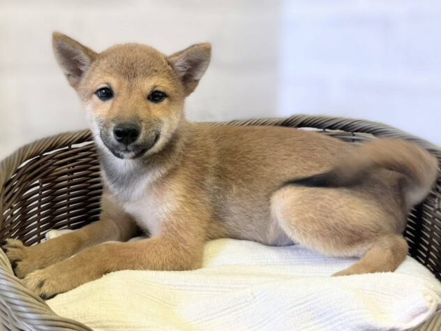 秋田県の豆柴 (アミーゴ秋田茨島店/2025年7月22日生まれ/男の子/赤)の子犬