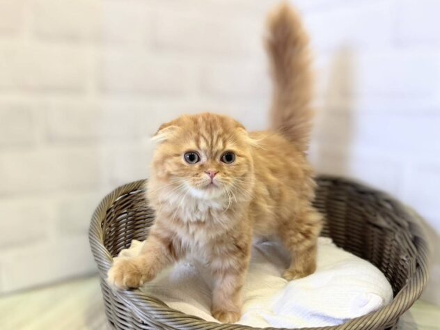 秋田県のスコティッシュフォールド (アミーゴ秋田茨島店/2025年8月9日生まれ/男の子/レッドタビー)の子猫