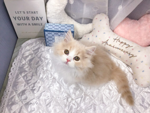 愛知県のスコティッシュフォールド (アミーゴ知立店/2025年9月4日生まれ/男の子/クリームタビーホワイト)の子猫の2枚目の画像