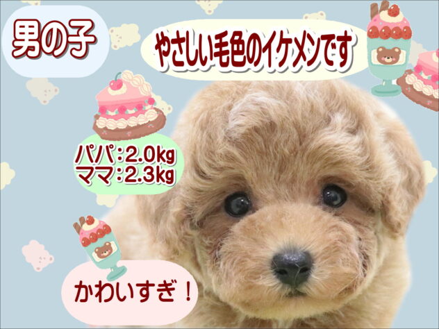 大阪府のトイプードル(トイ) (アミーゴ鳳店/2025年9月7日生まれ/男の子/アプリコット)の子犬の1枚目の画像