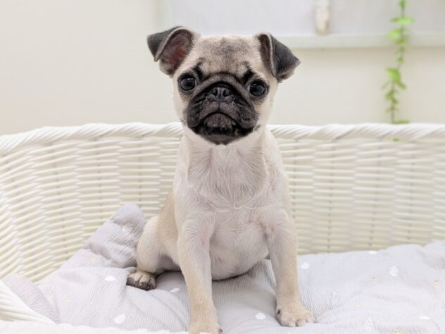 福島県のパグ (アミーゴ会津若松店/2025年8月2日生まれ/女の子/フォーン)の子犬の1枚目の画像