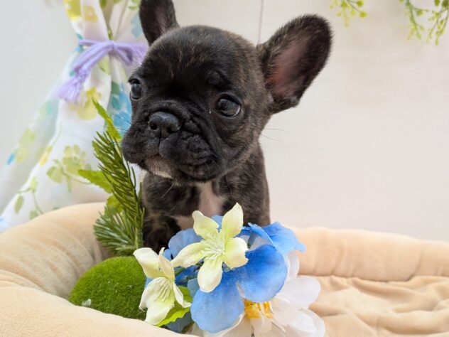 栃木県のフレンチブルドッグ (アミーゴ宇都宮簗瀬店/2025年9月11日生まれ/男の子/ブリンドル)の子犬