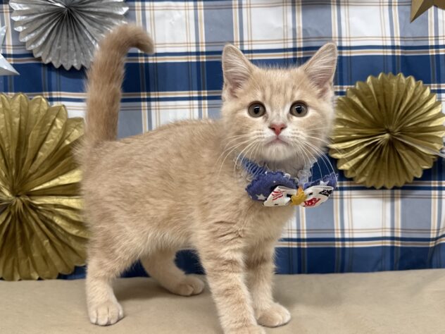 山形県のマンチカン (アミーゴ酒田店/2025年8月25日生まれ/男の子/クリーム)の子猫の1枚目の画像