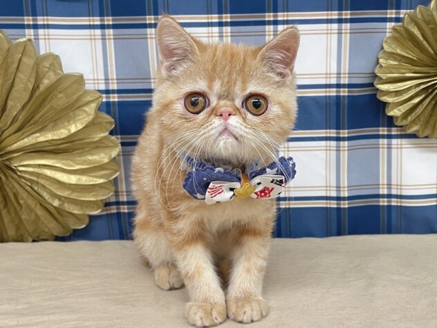 山形県のエキゾチック (アミーゴ酒田店/2025年8月17日生まれ/男の子/レッドタビー)の子猫の1枚目の画像