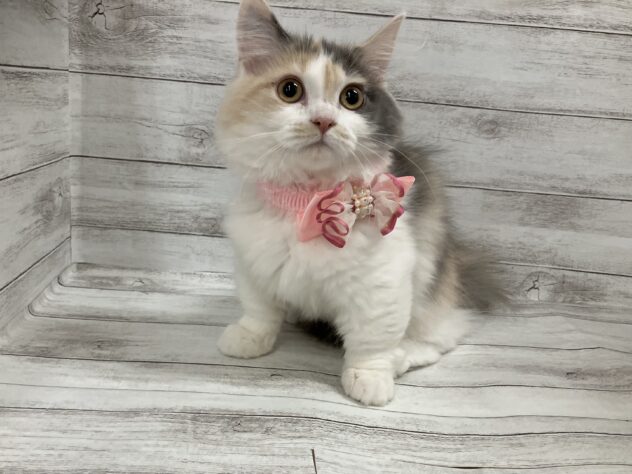 福島県のミヌエット (アミーゴ小名浜店/2025年7月27日生まれ/女の子/ブルーパッチドタビーホワイト)の子猫