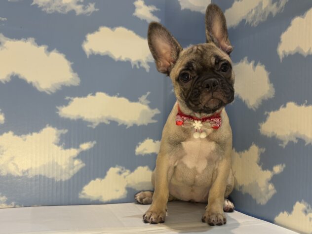 山形県のフレンチブルドッグ (アミーゴ山形南店/2025年8月10日生まれ/女の子/フォーン)の子犬の1枚目の画像