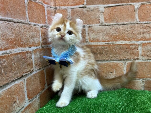 山形県のハーフ猫・ミックス猫 (アミーゴ山形南店/2025年8月26日生まれ/男の子/レッドタビーホワイト)の子猫の2枚目の画像