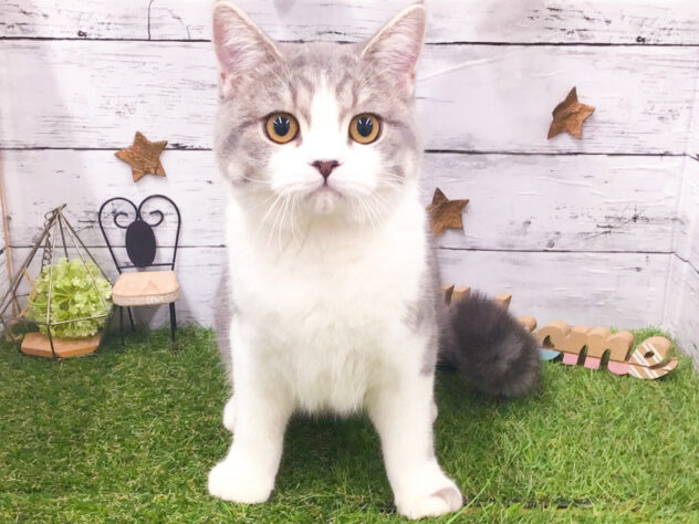 愛知県のスコティッシュフォールド (アミーゴ知立店/2025年5月2日生まれ/男の子/シルバータビーホワイト)の子猫の1枚目の画像