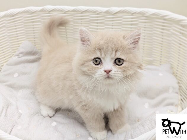 福島県のラガマフィン (アミーゴ会津若松店/2025年9月4日生まれ/女の子/クリームタビーホワイト)の子猫
