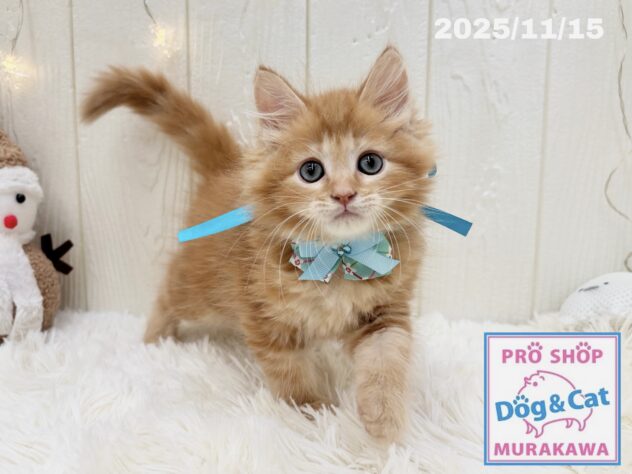 広島県のサイベリアン (アミーゴ大町店/2025年9月10日生まれ/男の子/レッドタビー)の子猫の3枚目の画像