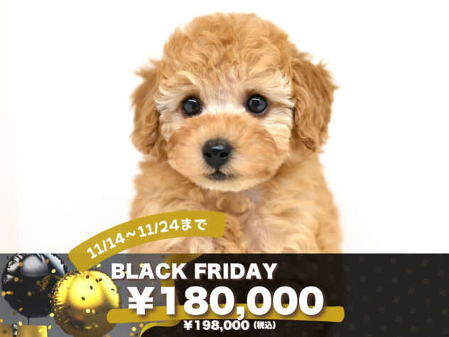 岡山県のトイプードル(トイ) (アミーゴ大安寺店/2025年9月7日生まれ/男の子/アプリコット)の子犬の1枚目の画像