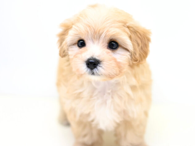 岡山県のハーフ犬・ミックス犬 (アミーゴ大安寺店/2025年9月8日生まれ/男の子/クリーム)の子犬の3枚目の画像