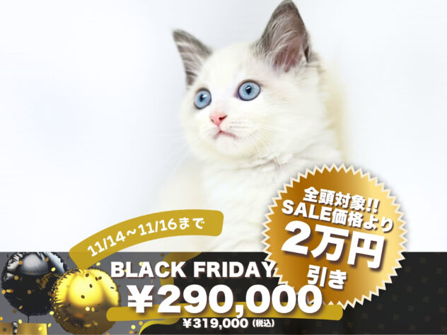 岡山県のラグドール (アミーゴ大安寺店/2025年8月14日生まれ/女の子/ブルーポイントバイカラー)の子猫の1枚目の画像