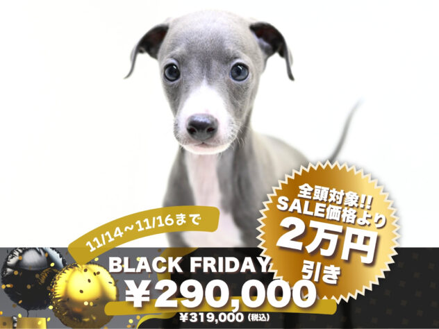 岡山県のイタリアングレーハウンド (アミーゴ大安寺店/2025年9月15日生まれ/男の子/ブルーホワイト)の子犬の1枚目の画像