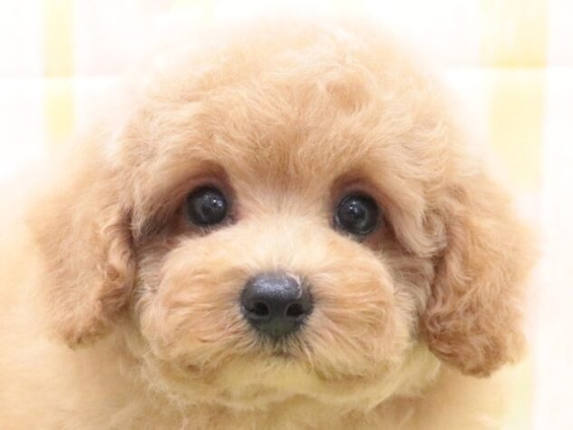 大阪府のトイプードル(トイ) (アミーゴ鳳店/2025年7月9日生まれ/男の子/アプリコット)の子犬の2枚目の画像