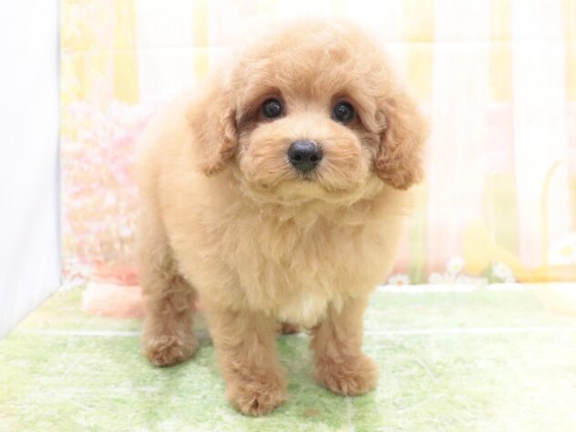 大阪府のトイプードル(トイ) (アミーゴ鳳店/2025年7月9日生まれ/男の子/アプリコット)の子犬の3枚目の画像