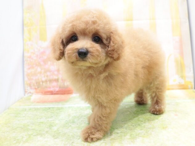 大阪府のトイプードル(トイ) (アミーゴ鳳店/2025年7月9日生まれ/男の子/アプリコット)の子犬の4枚目の画像
