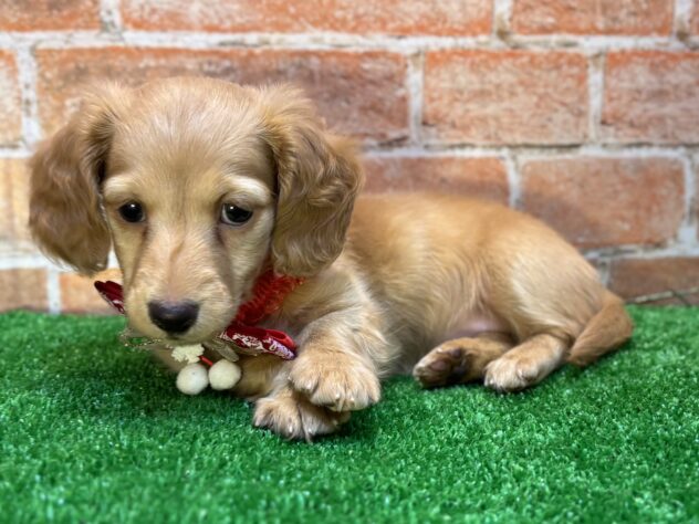 山形県のミニチュアダックスフンド(ロング) (アミーゴ山形南店/2025年9月14日生まれ/女の子/ゴールド)の子犬の2枚目の画像